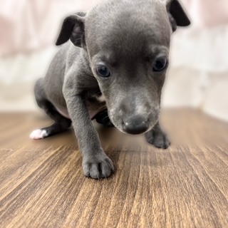 兵庫県のイタリアングレーハウンド (犬の家＆猫の里カナート西神戸店/2025年10月1日生まれ/男の子/ブルーホワイト)の子犬の3枚目の画像