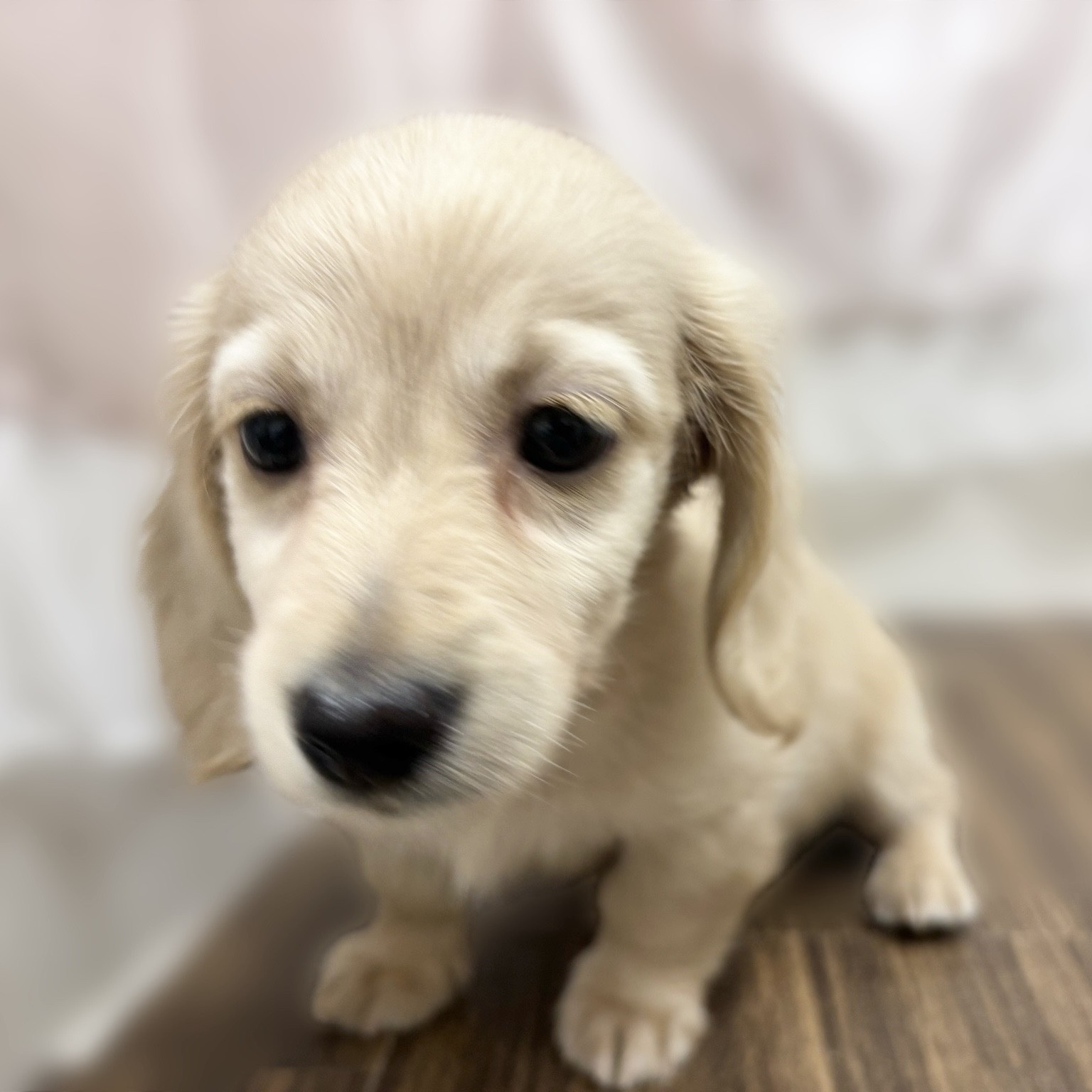 兵庫県のミニチュアダックスフンド(ロング) (犬の家＆猫の里カナート西神戸店/2025年9月30日生まれ/男の子/イエロー)の子犬の3枚目の画像
