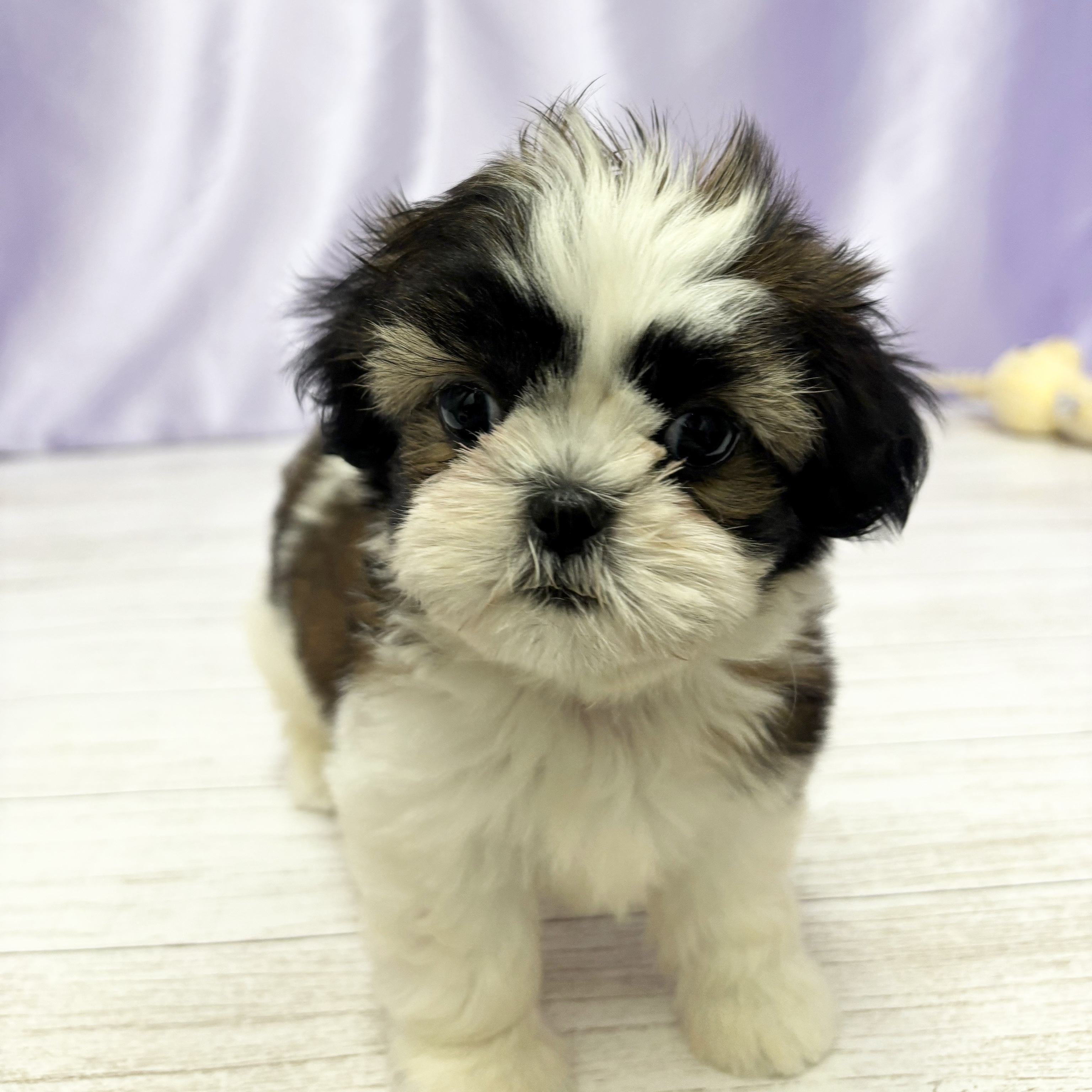 兵庫県のシーズー (犬の家＆猫の里尼崎店/2025年9月27日生まれ/女の子/ホワイトゴールド)の子犬の3枚目の画像