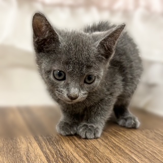 兵庫県のロシアンブルー (犬の家＆猫の里カナート西神戸店/2025年10月1日生まれ/男の子/ブルー)の子猫の3枚目の画像