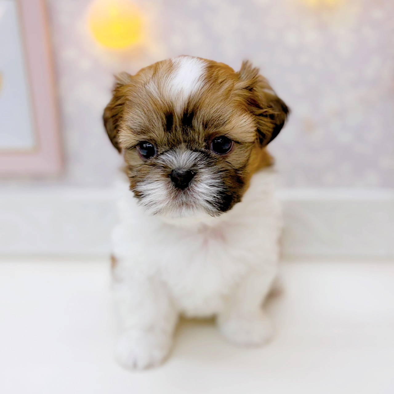 シーズー女の子の写真