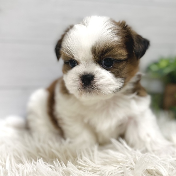 愛知県のシーズー (犬の家＆猫の里豊田店/2025年10月3日生まれ/男の子/ゴールドホワイト)の子犬の3枚目の画像