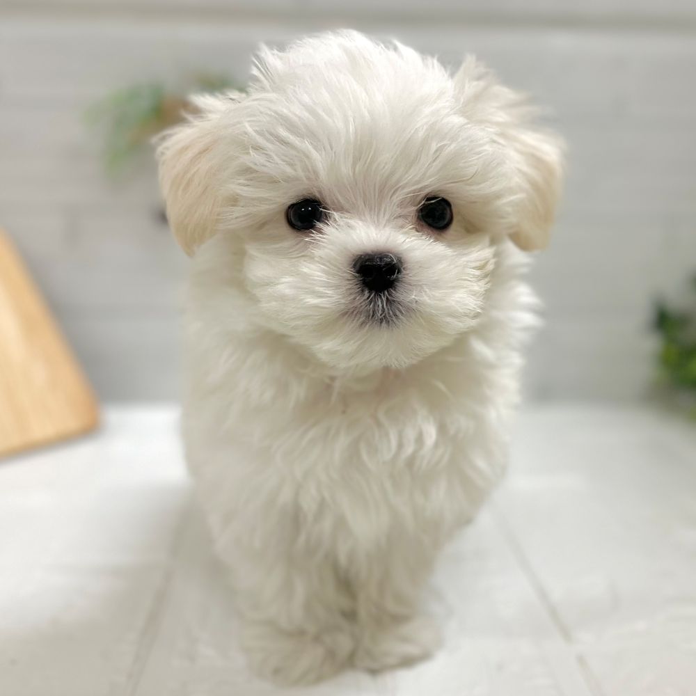 愛知県のマルチーズ (犬の家＆猫の里豊田店/2025年10月4日生まれ/男の子/ホワイト)の子犬の1枚目の画像