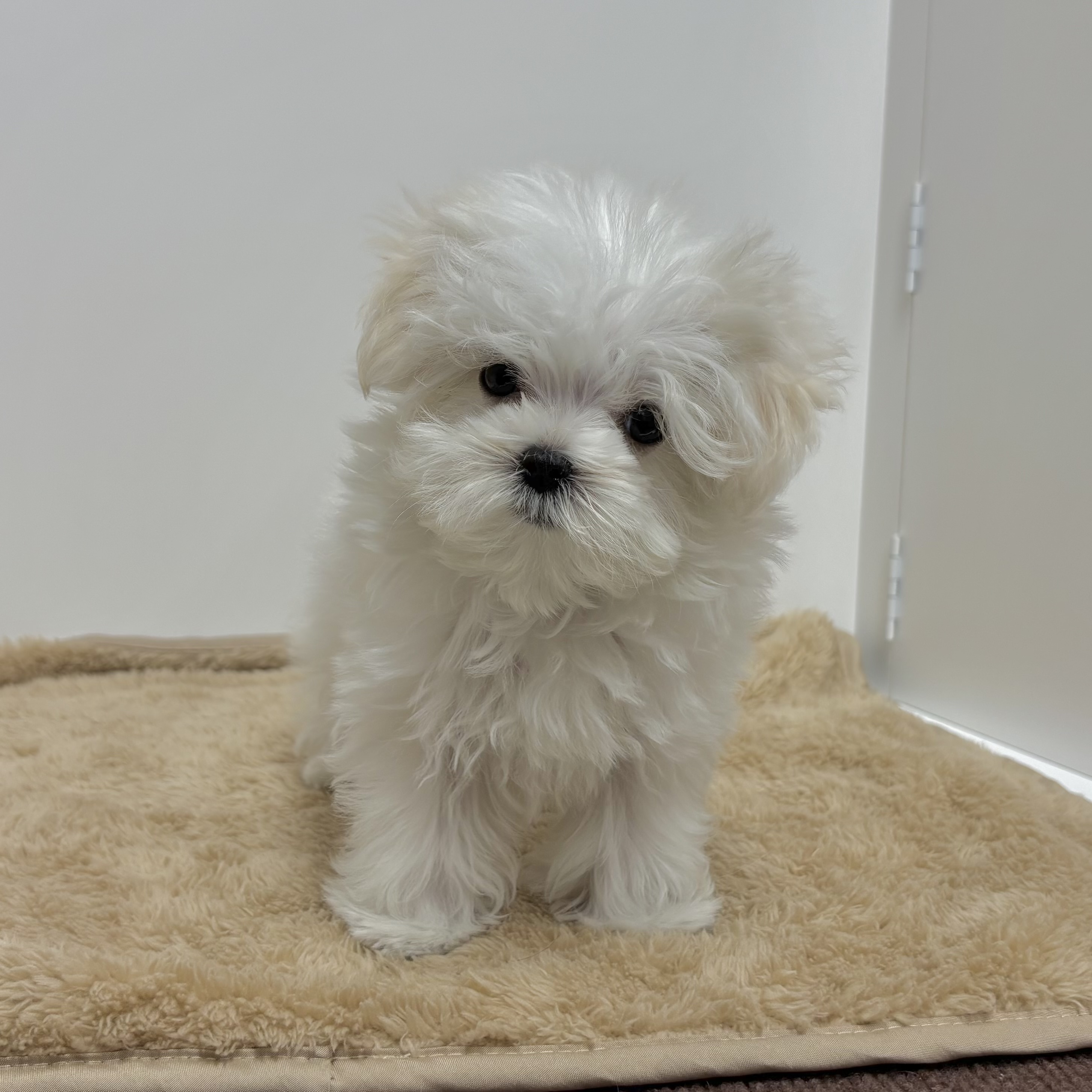 神奈川県のマルチーズ (犬の家＆猫の里相模原店/2025年10月4日生まれ/女の子/ホワイト)の子犬の3枚目の画像