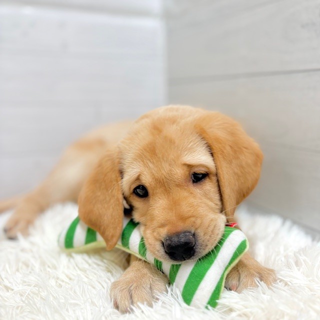 愛知県のラブラドールレトリーバー (犬の家＆猫の里豊田店/2025年10月4日生まれ/女の子/イエロー)の子犬の3枚目の画像