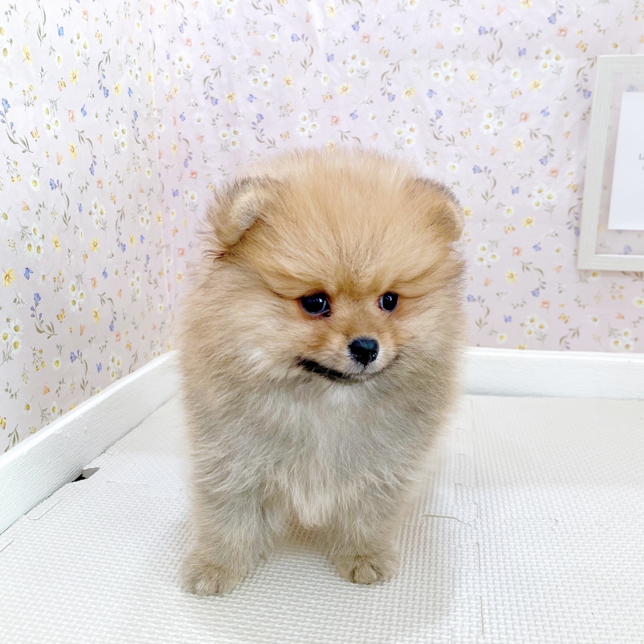 石川県のポメラニアン (犬の家＆猫の里金沢店/2025年10月1日生まれ/男の子/オレンジ)の子犬の3枚目の画像