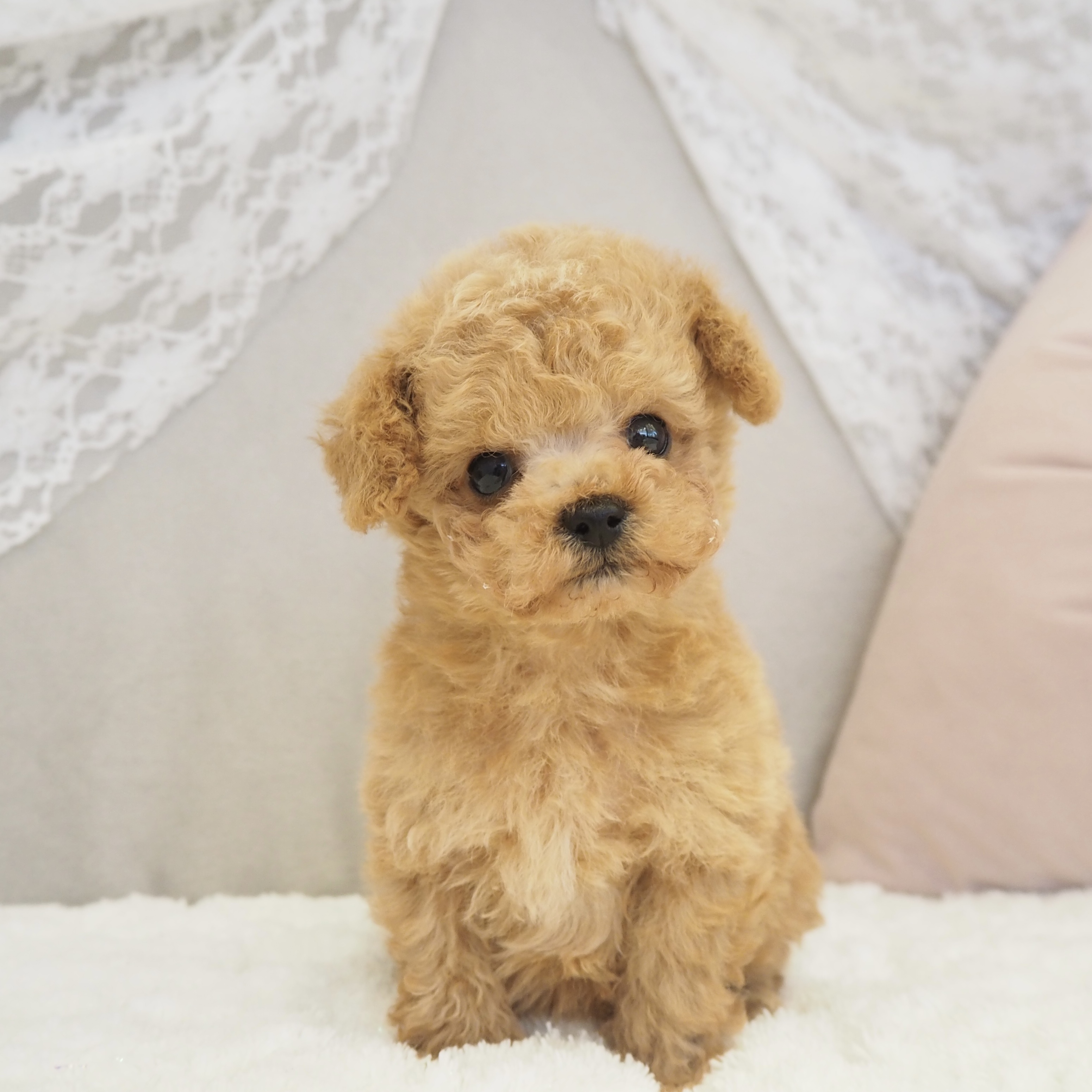 タイニープードル男の子の写真