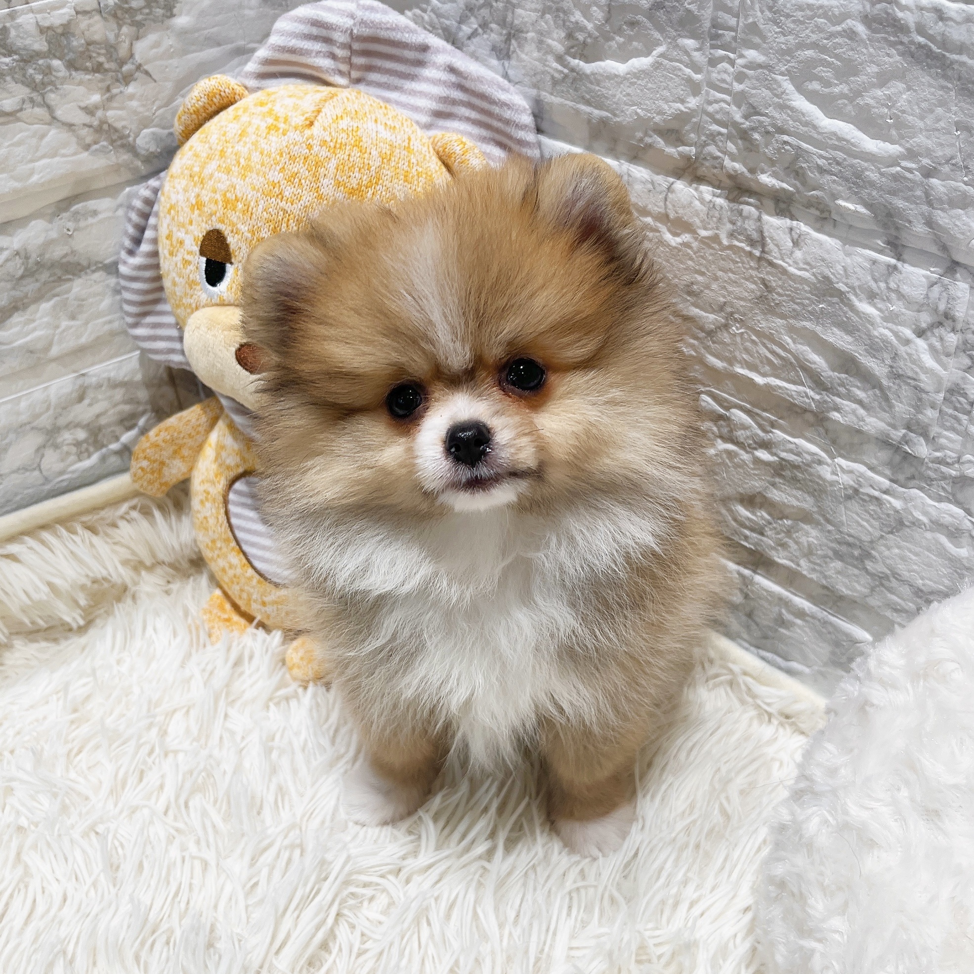 愛知県のポメラニアン (犬の家＆猫の里MiO香久山店/2025年9月30日生まれ/女の子/オレンジホワイト)の子犬の3枚目の画像
