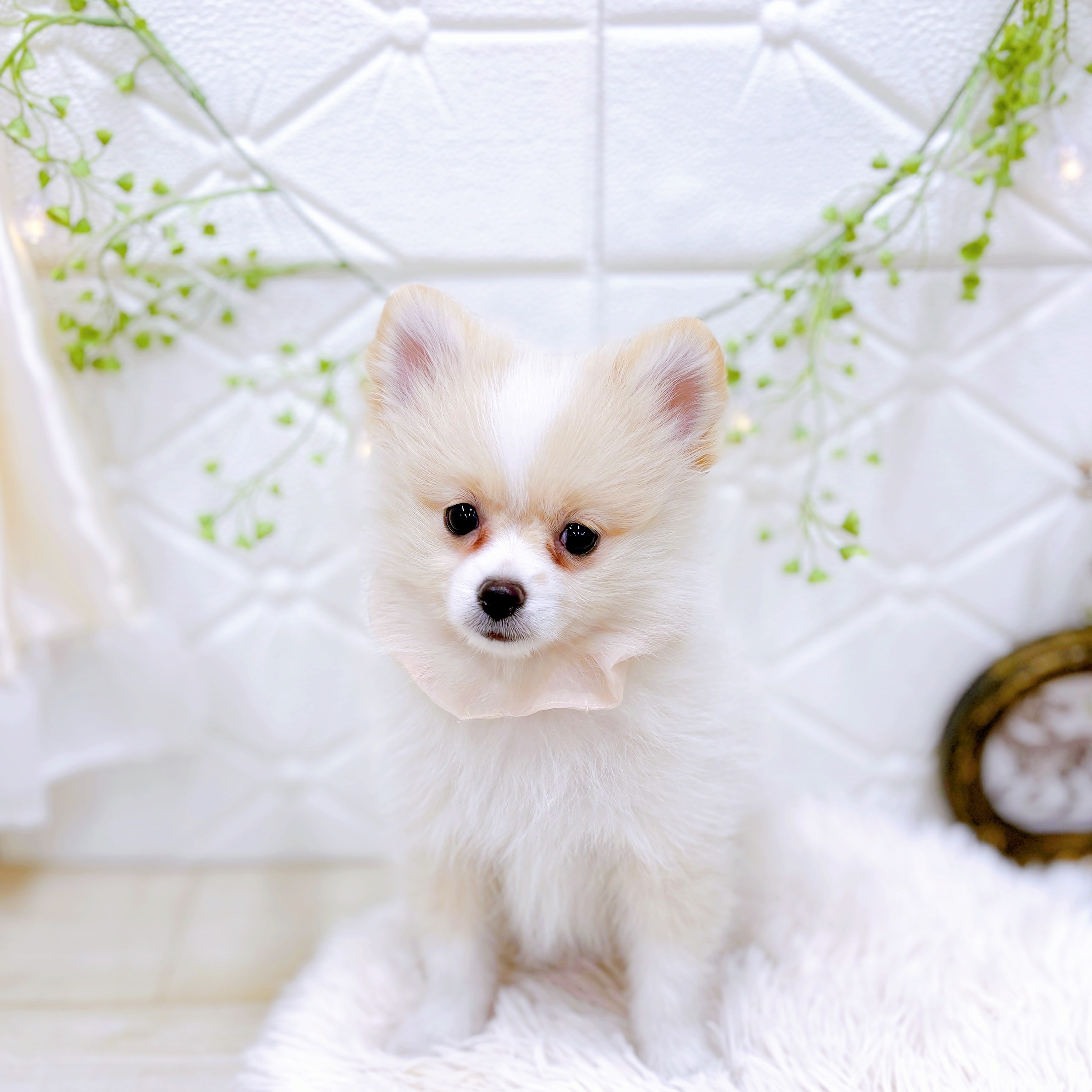 福井県のポメラニアン (犬の家＆猫の里アミーゴ福井店/2025年9月30日生まれ/女の子/クリームホワイト)の子犬の3枚目の画像