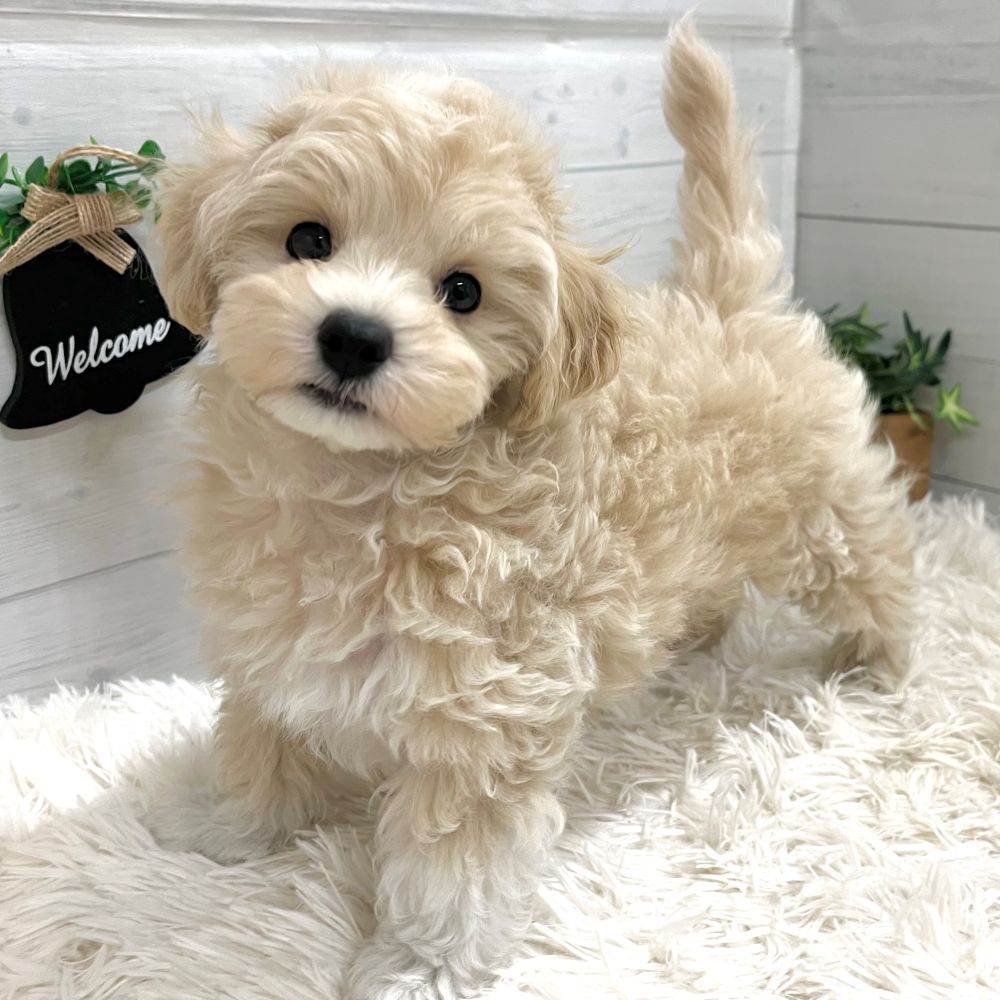愛知県のマルプー(マルチーズ×プードル) (犬の家＆猫の里豊田店/2025年10月3日生まれ/男の子/クリームホワイト)の子犬の3枚目の画像
