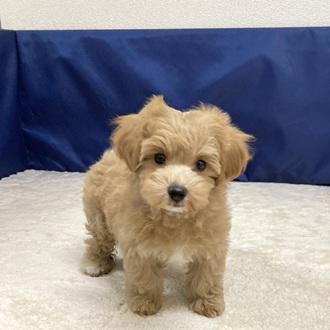 ハーフ犬女の子の写真