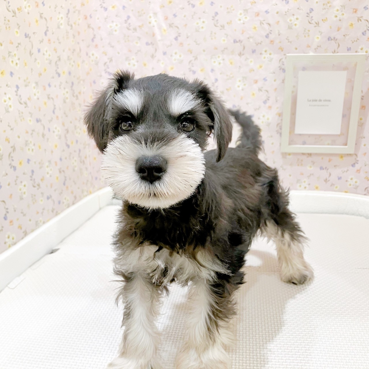 石川県のミニチュアシュナウザー (犬の家＆猫の里金沢店/2025年10月3日生まれ/男の子/ブラックシルバー)の子犬の3枚目の画像