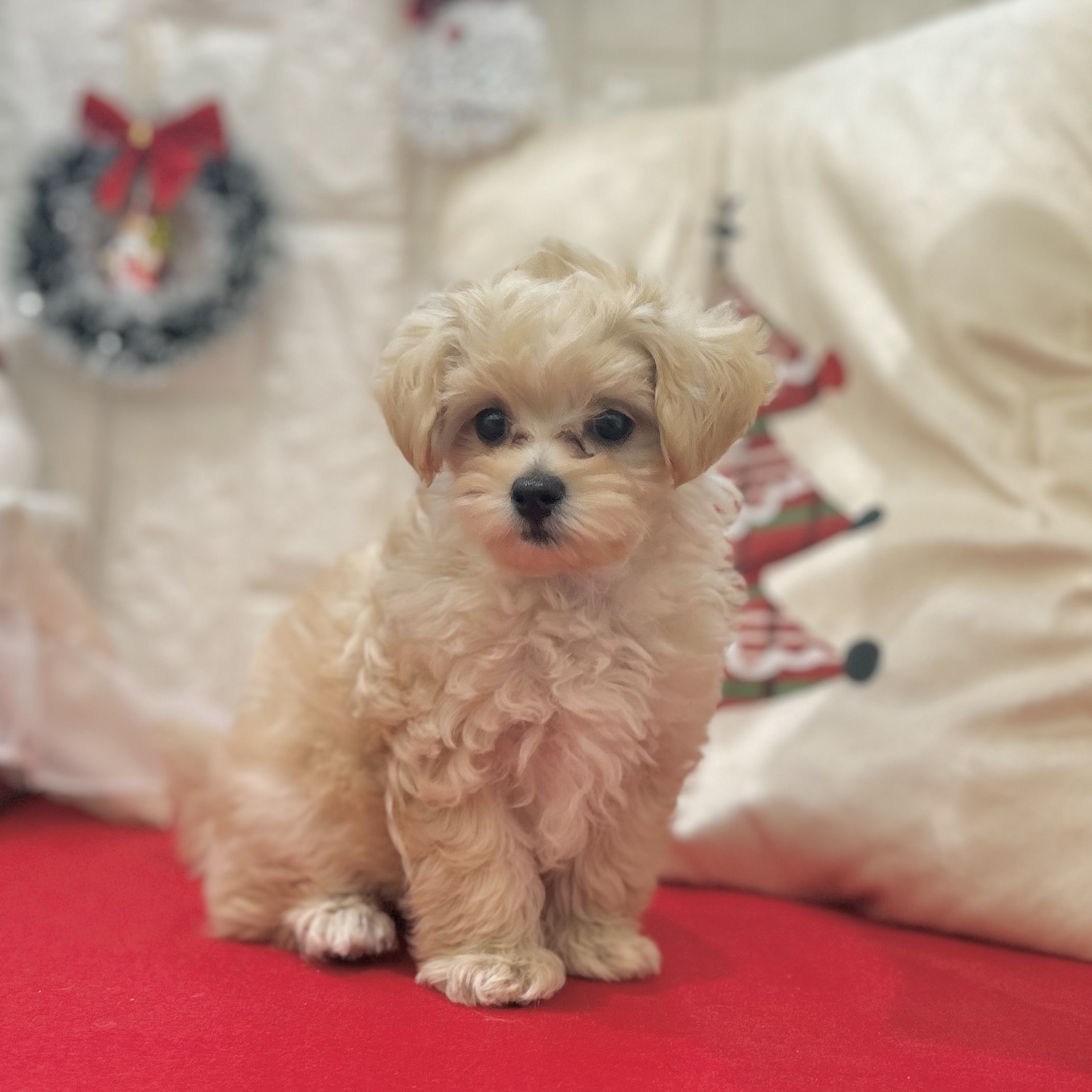 岡山県のマルプー(マルチーズ×プードル) (犬の家＆猫の里倉敷店/2025年10月5日生まれ/女の子/クリーム)の子犬の3枚目の画像
