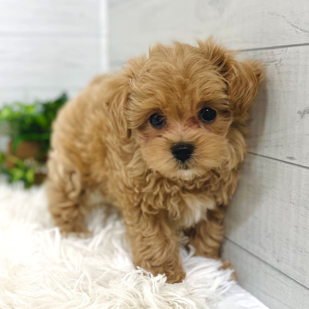 愛知県のマルプー(マルチーズ×プードル) (犬の家＆猫の里豊田店/2025年10月5日生まれ/女の子/アプリコット)の子犬の3枚目の画像