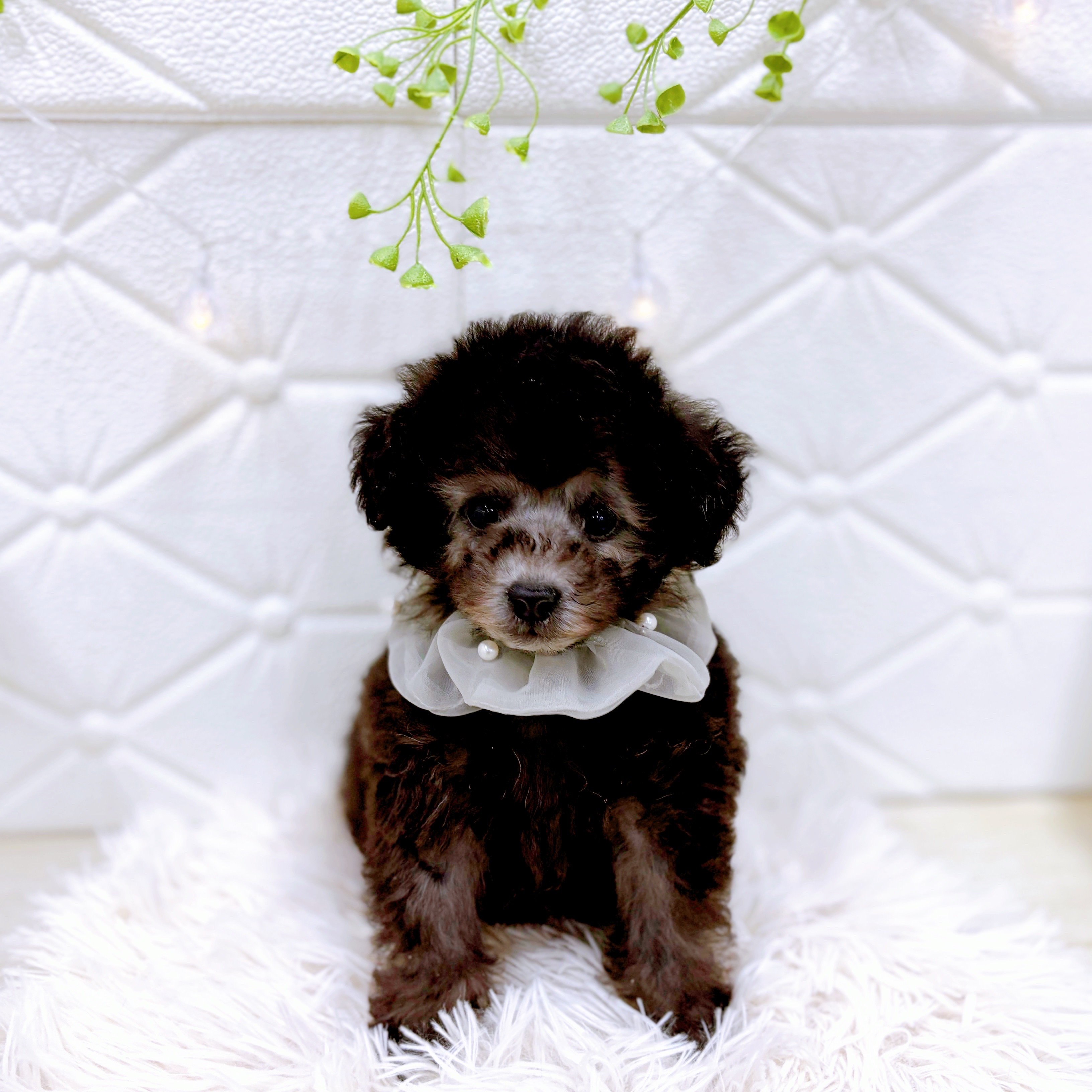 福井県のトイプードル(トイ) (犬の家＆猫の里アミーゴ福井店/2025年10月5日生まれ/男の子/シルバー)の子犬の3枚目の画像