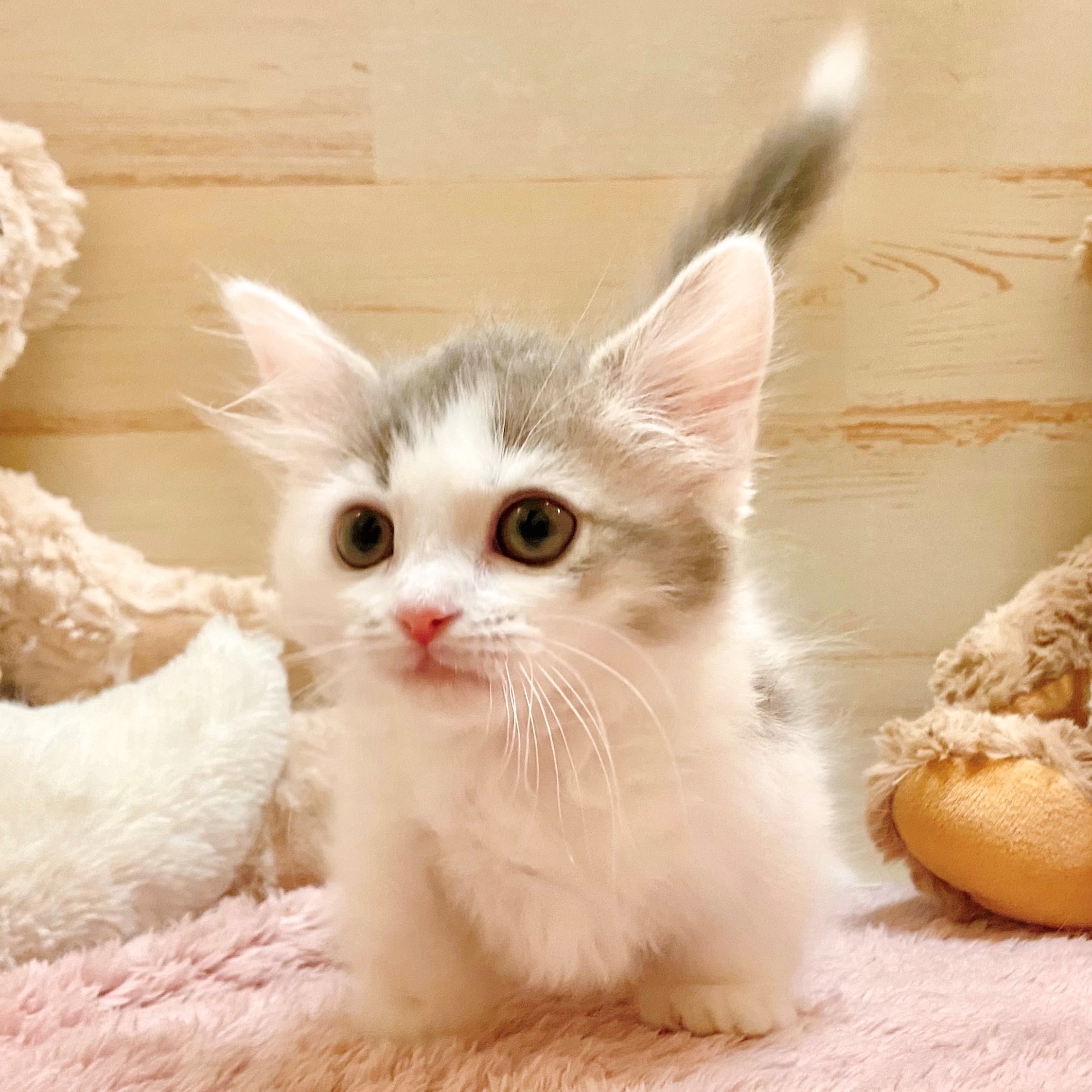 兵庫県のミヌエット (犬の家＆猫の里神戸店/2025年10月5日生まれ/女の子/ブルータビーホワイト)の子猫の3枚目の画像