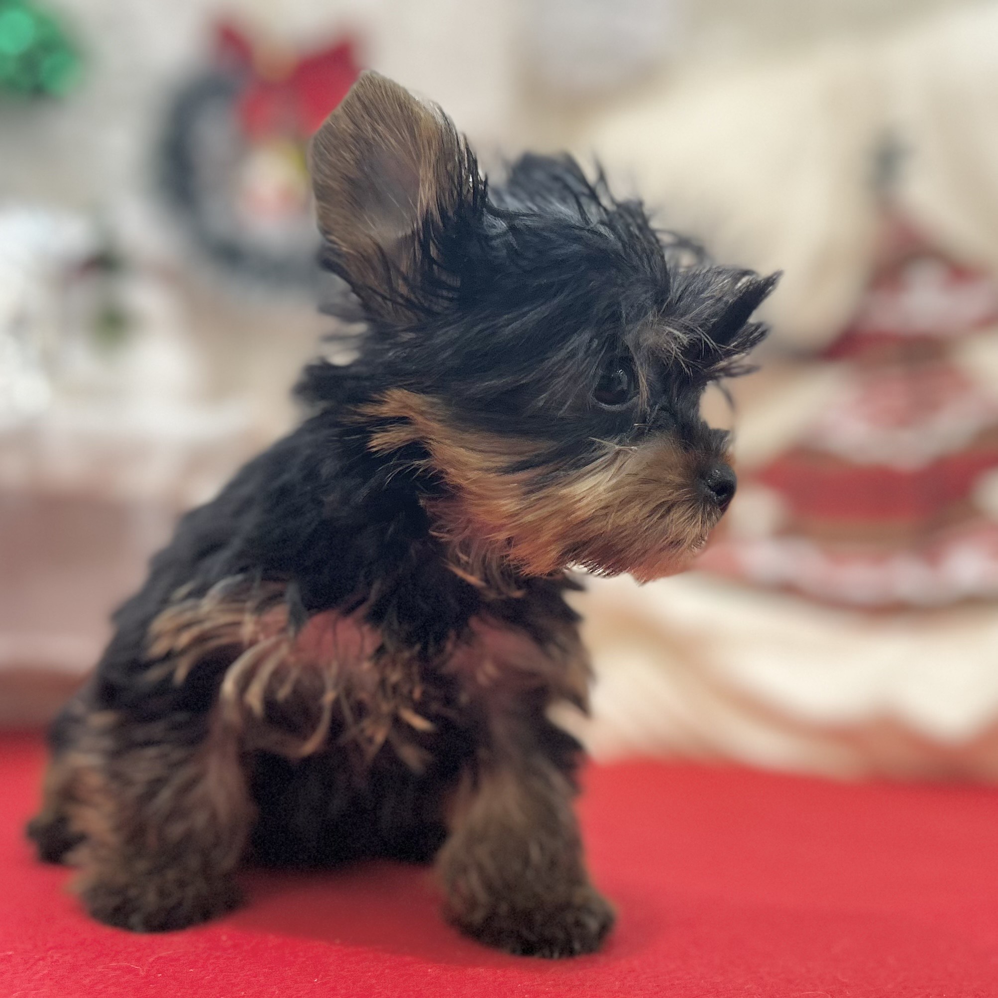 岡山県のヨークシャーテリア (犬の家＆猫の里倉敷店/2025年10月2日生まれ/女の子/スチールブルータン)の子犬の3枚目の画像