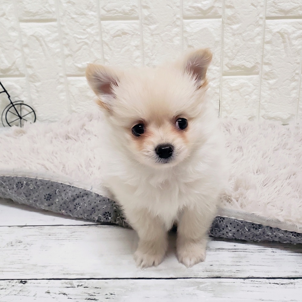 岡山県のポメチワ/チワポメ/ポメチー(ポメラニアン×チワワ) (犬の家＆猫の里倉敷店/2025年10月4日生まれ/男の子/クリーム)の子犬の3枚目の画像