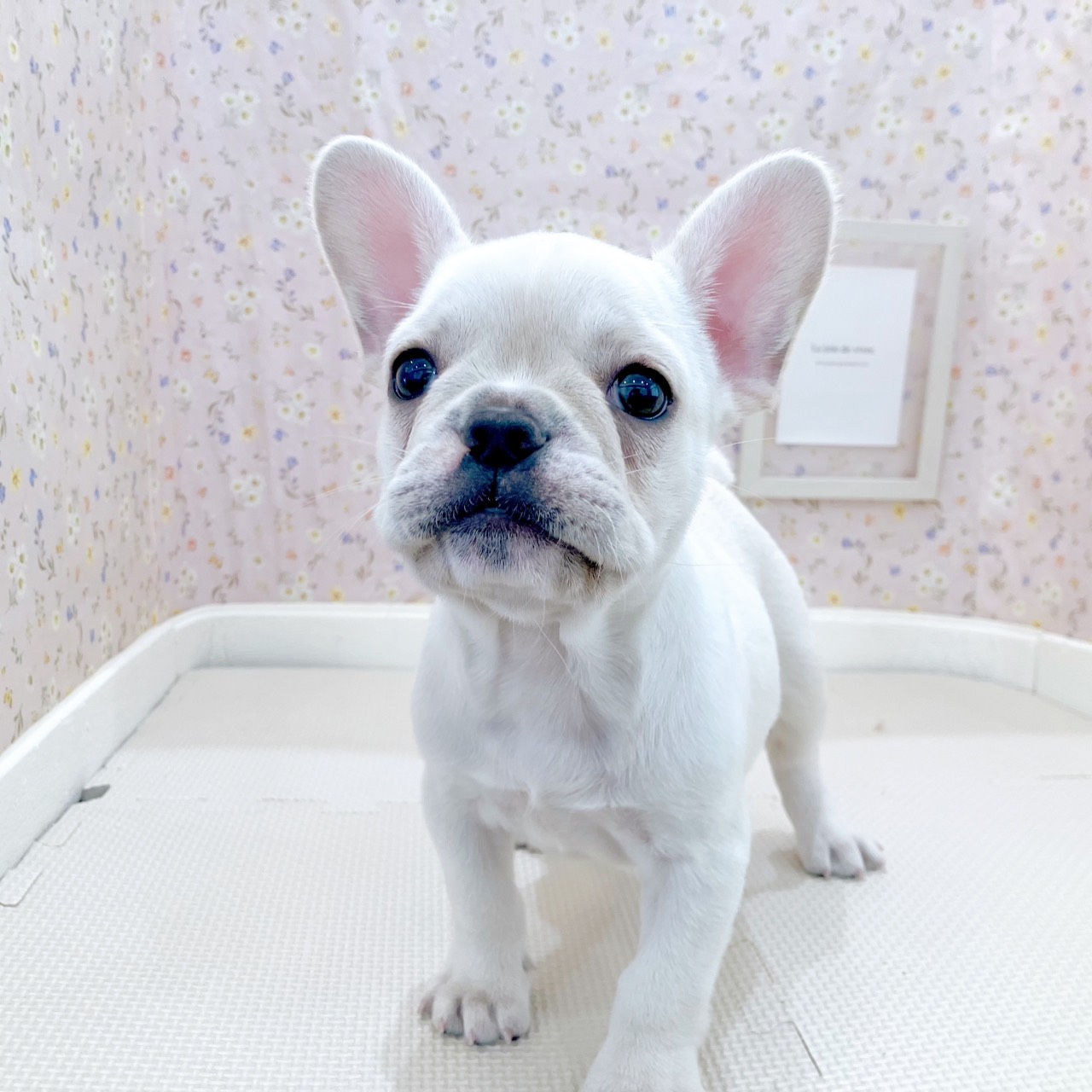 石川県のフレンチブルドッグ (犬の家＆猫の里金沢店/2025年10月3日生まれ/男の子/クリーム)の子犬の3枚目の画像