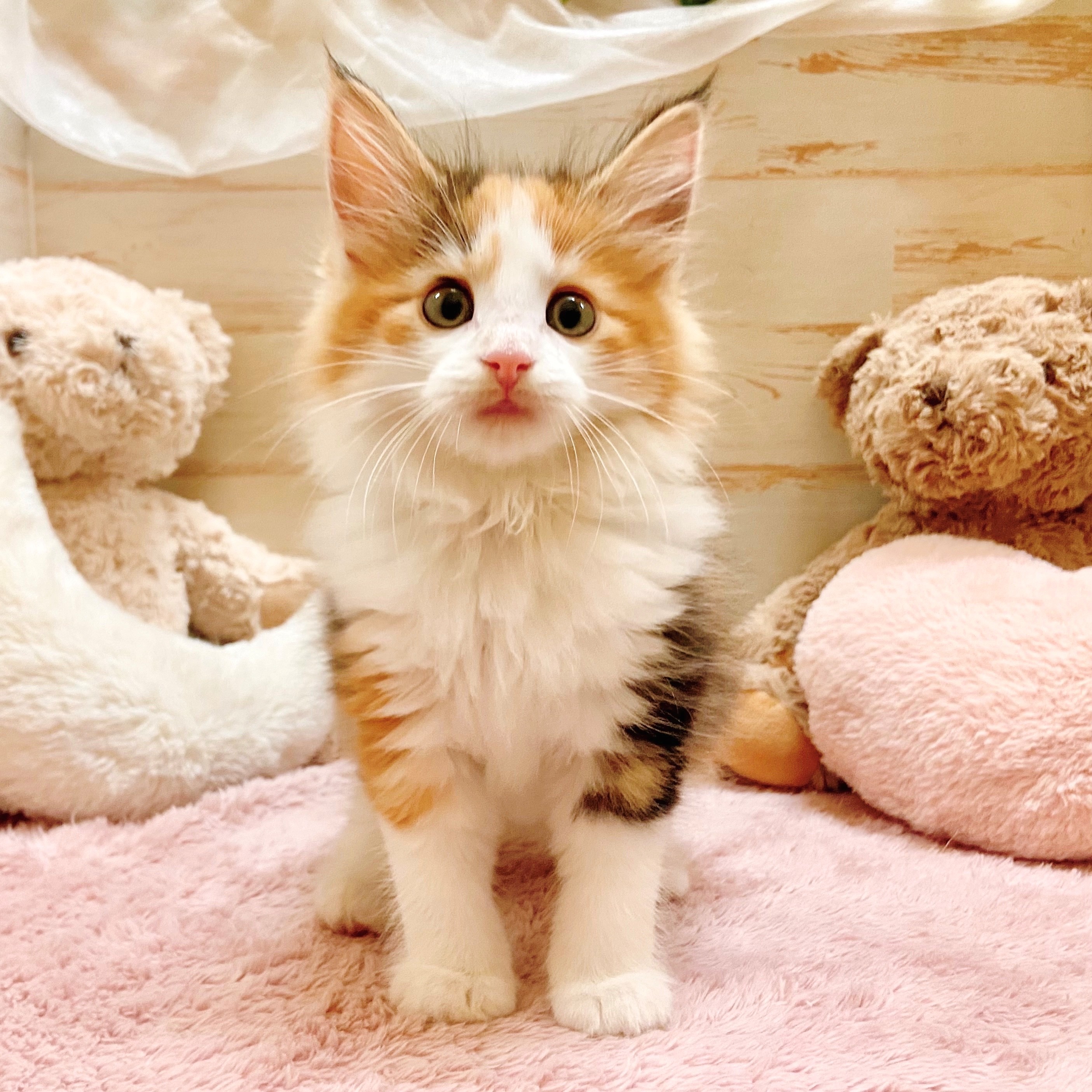 兵庫県のノルウェージャンフォレストキャット (犬の家＆猫の里神戸店/2025年10月3日生まれ/女の子/ブラウンパッチドタビーホワイト)の子猫の1枚目の画像