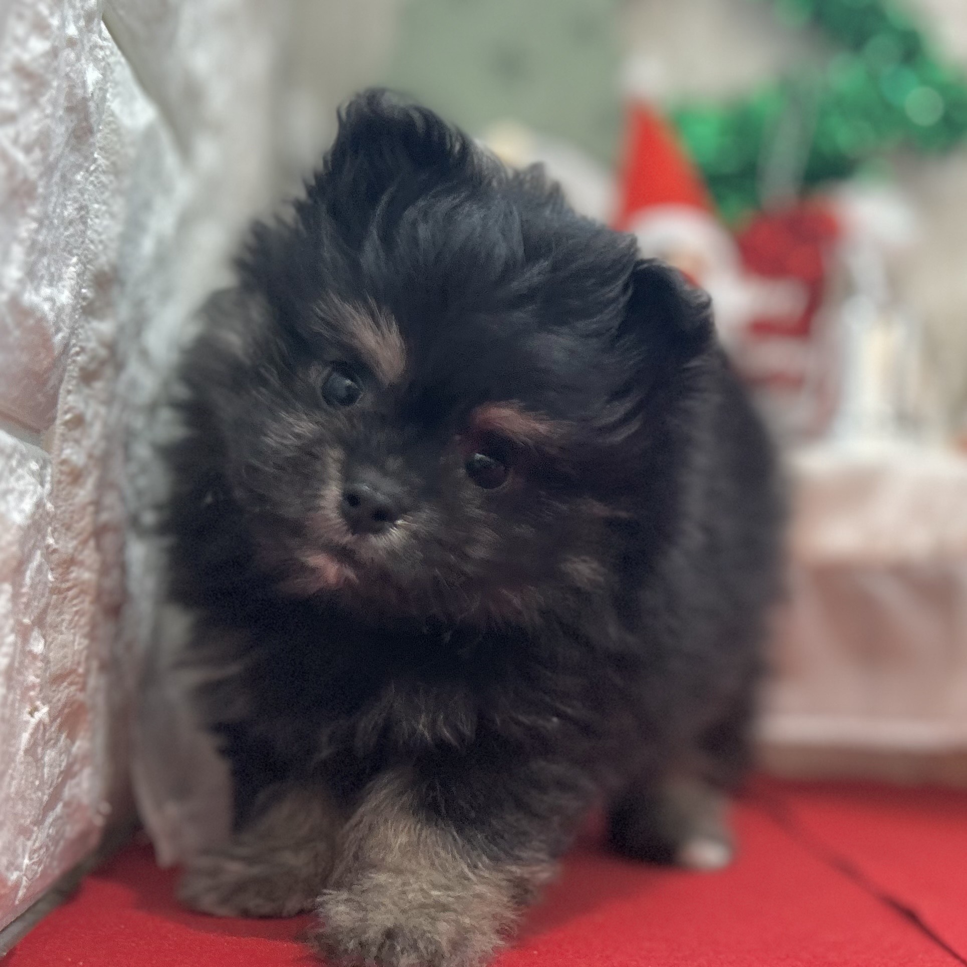 岡山県のポメマル/マルポメ(ポメラニアン×マルチーズ) (犬の家＆猫の里倉敷店/2025年10月5日生まれ/男の子/ブラック)の子犬の3枚目の画像