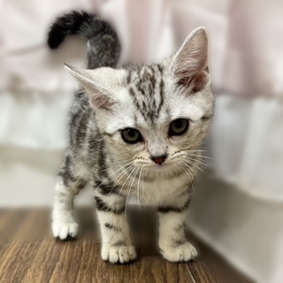 アメリカンショートヘア男の子の写真