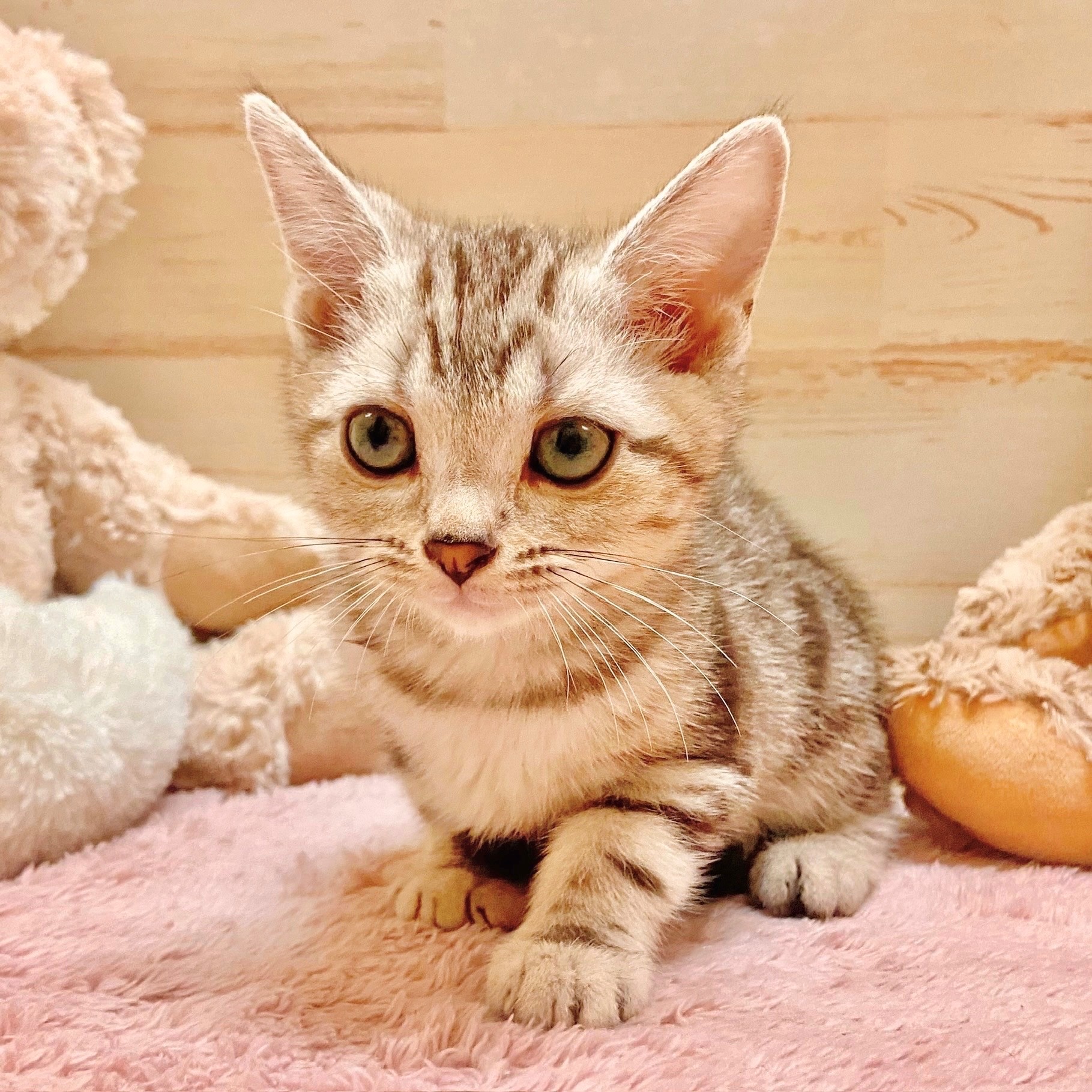 兵庫県のアメリカンショートヘアー (犬の家＆猫の里神戸店/2025年10月3日生まれ/男の子/シルバータビー)の子猫の3枚目の画像