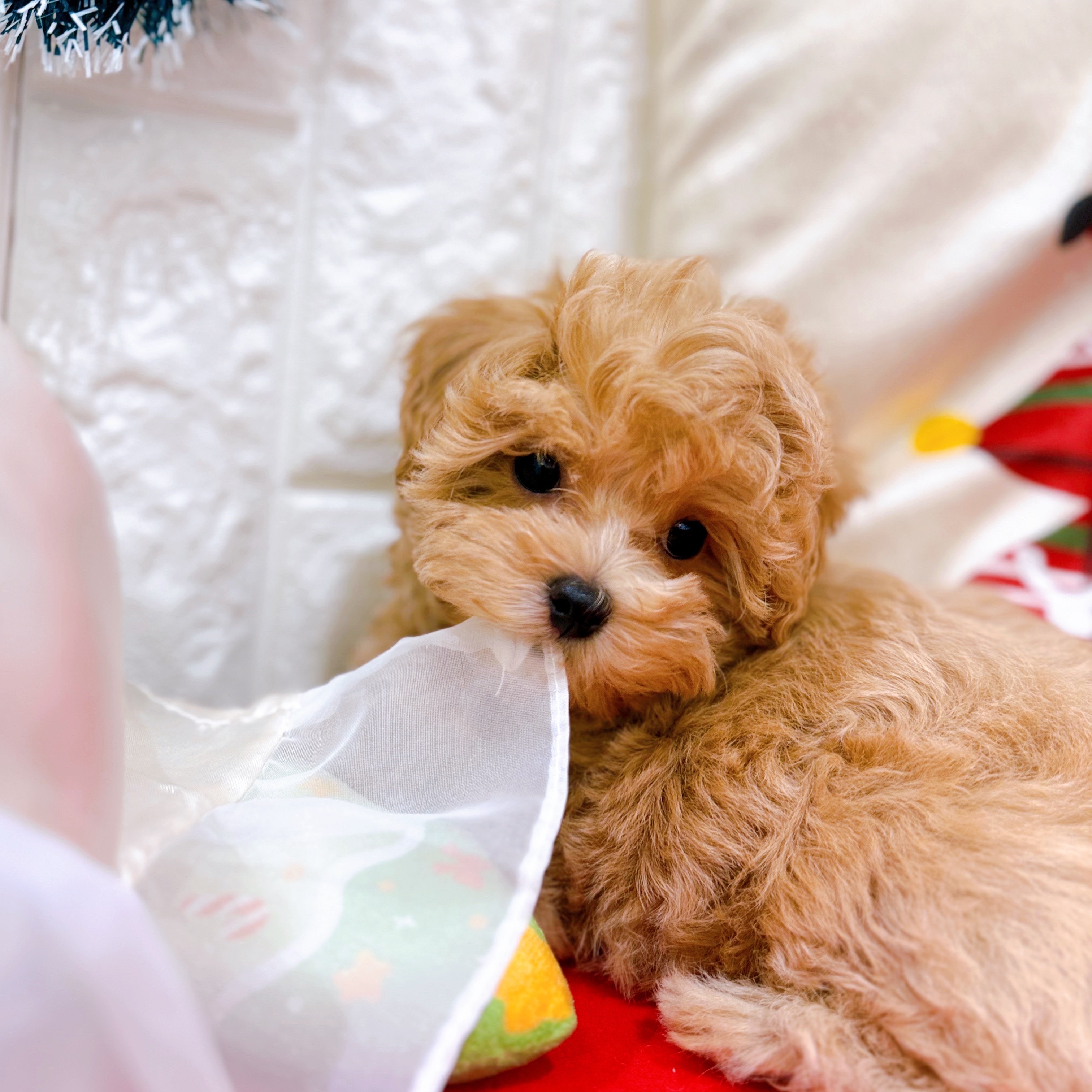 岡山県のマルプー(マルチーズ×プードル) (犬の家＆猫の里倉敷店/2025年10月5日生まれ/女の子/クリーム)の子犬の3枚目の画像
