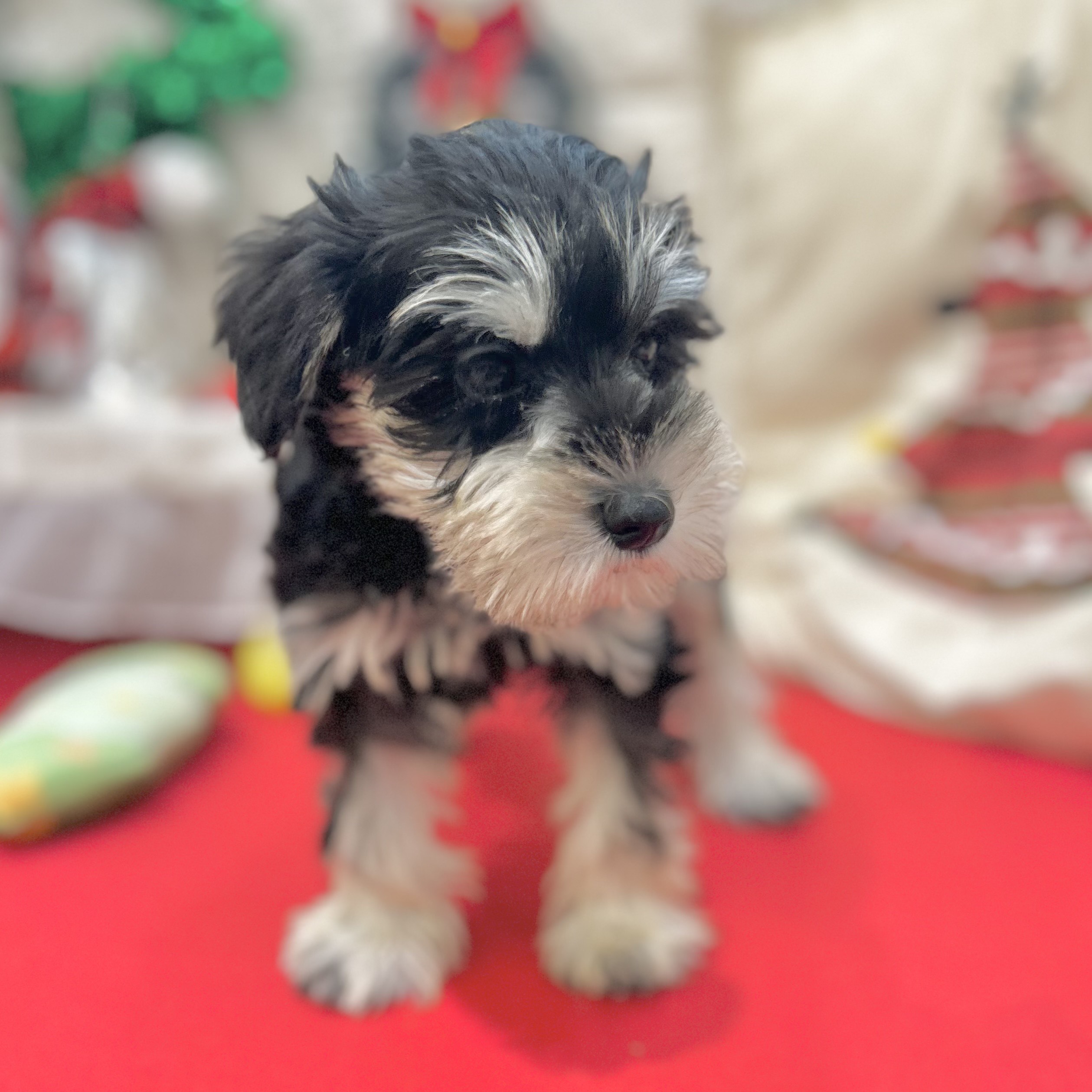 岡山県のミニチュアシュナウザー (犬の家＆猫の里倉敷店/2025年10月4日生まれ/女の子/ブラックシルバー)の子犬の3枚目の画像