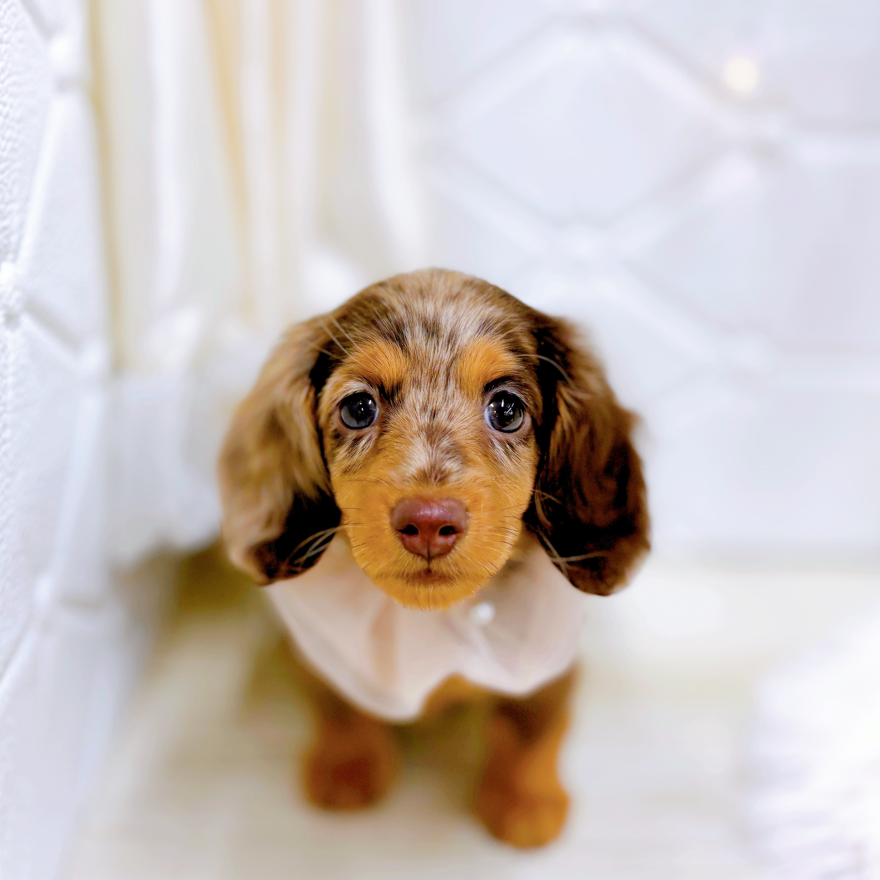 福井県のミニチュアダックスフンド(ロング) (犬の家＆猫の里アミーゴ福井店/2025年10月4日生まれ/女の子/チョコレートダップル)の子犬の3枚目の画像