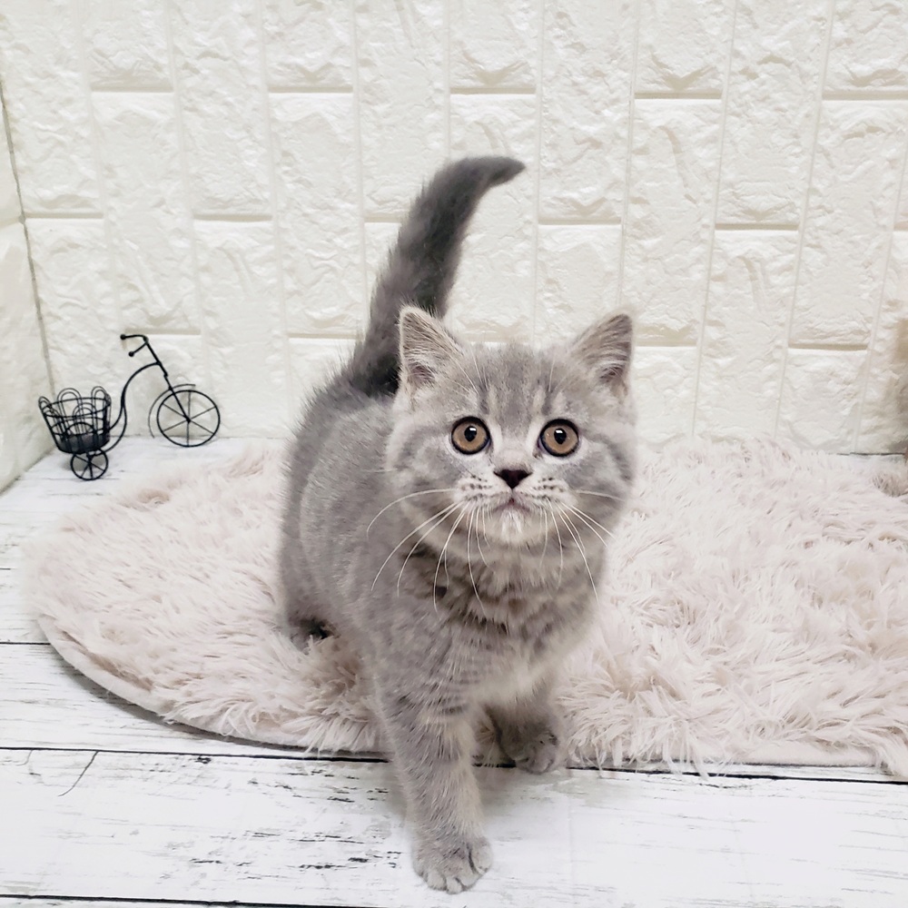 マンチカン女の子の写真