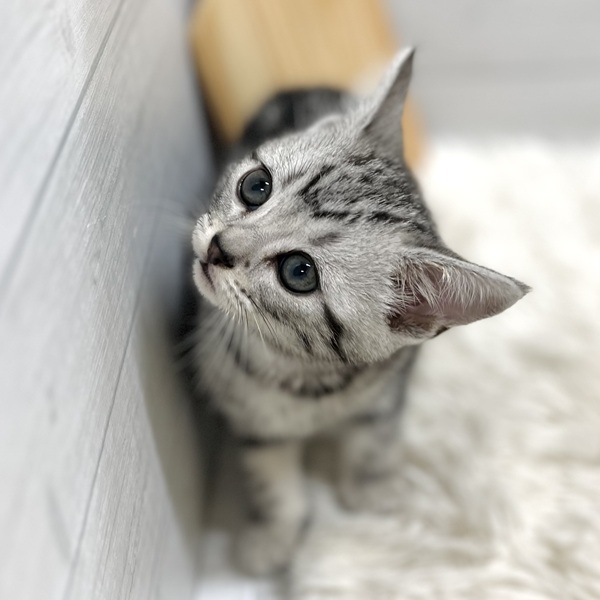 愛知県のアメリカンショートヘアー (犬の家＆猫の里豊田店/2025年10月4日生まれ/男の子/シルバータビー)の子猫の3枚目の画像