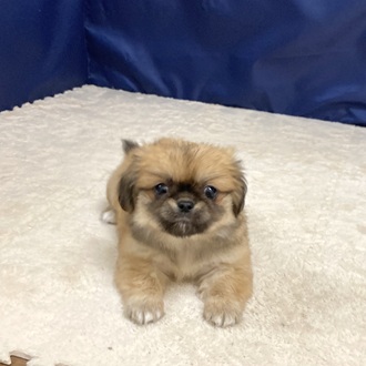 愛知県のチワペキ/ペキチー/ペキチワ(チワワ×ペキニーズ) (犬の家＆猫の里一宮店/2025年10月5日生まれ/女の子/フォーン)の子犬の3枚目の画像