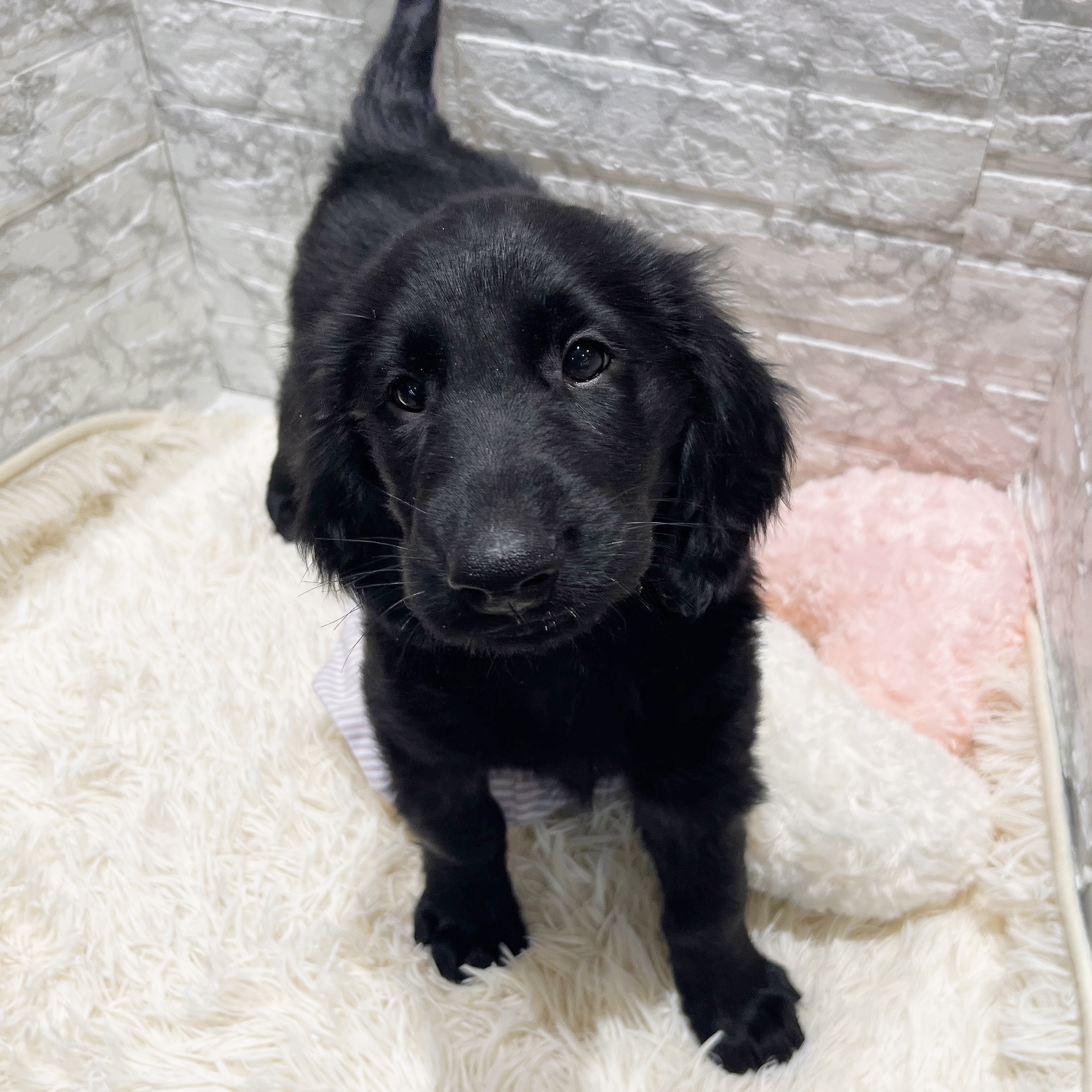 愛知県のフラットコーテッドレトリーバー (犬の家＆猫の里MiO香久山店/2025年10月4日生まれ/男の子/ブラック)の子犬の3枚目の画像