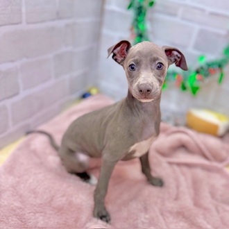静岡県のイタリアングレーハウンド (犬の家＆猫の里プレ葉ウォーク浜北店/2025年10月4日生まれ/女の子/ブルー、ホワイトマーキング)の子犬の3枚目の画像
