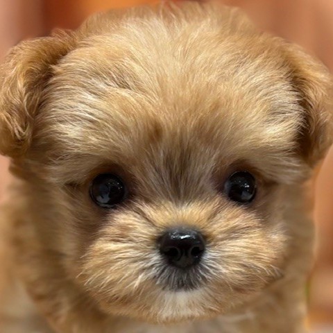 福岡県のチワプー/プーチー(チワワ×プードル) (犬の家＆猫の里トリアス久山店/2025年9月14日生まれ/女の子/レッド)の子犬の1枚目の画像