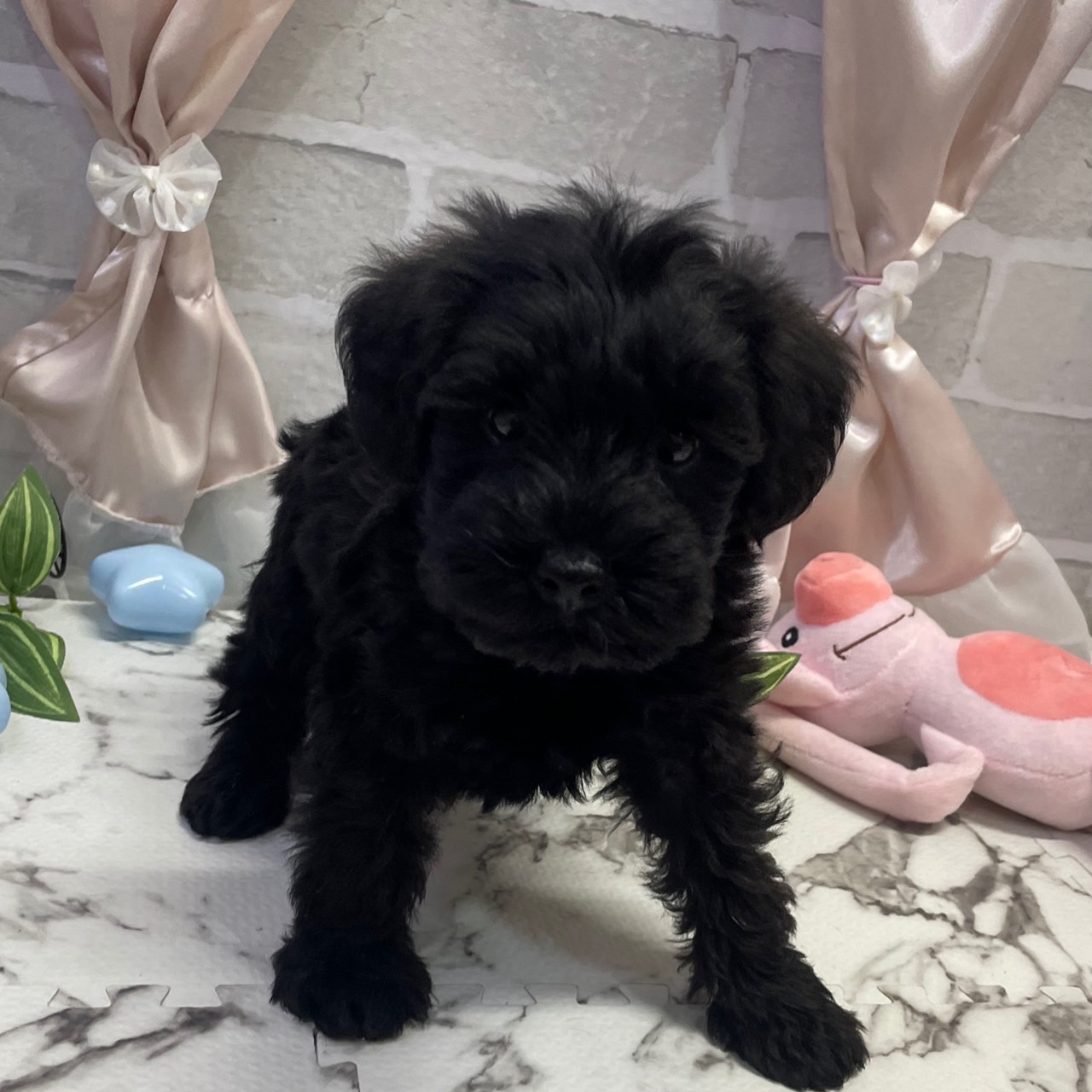 愛知県のシュナプー(シュナウザー×プードル) (犬の家＆猫の里岡崎店/2025年9月28日生まれ/女の子/ブラック)の子犬の1枚目の画像