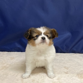 パピヨン男の子の写真