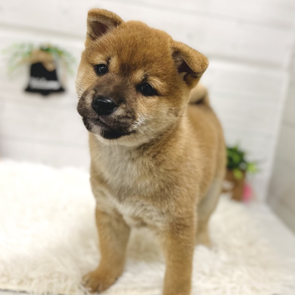 愛知県の柴犬(標準サイズ) (犬の家＆猫の里豊田店/2025年10月5日生まれ/女の子/赤)の子犬の3枚目の画像