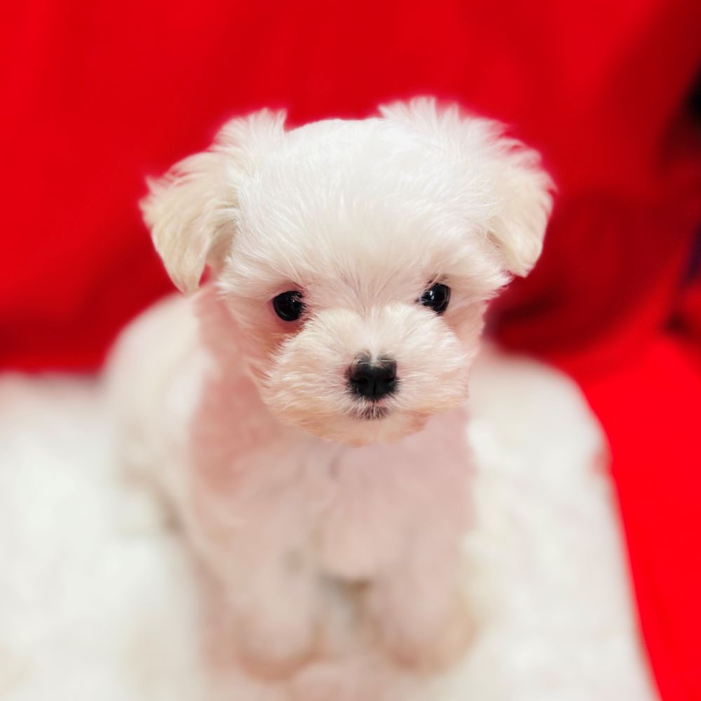 愛知県のマルチーズ (犬の家＆猫の里愛知刈谷店/2025年10月2日生まれ/女の子/ホワイト)の子犬の3枚目の画像