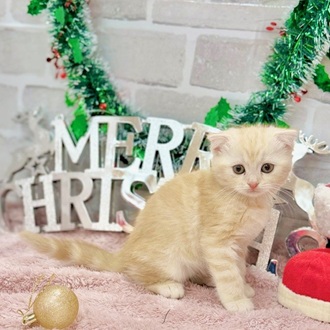 静岡県のスコティッシュフォールド (犬の家＆猫の里プレ葉ウォーク浜北店/2025年10月7日生まれ/女の子/クリームタビーホワイト)の子猫の3枚目の画像