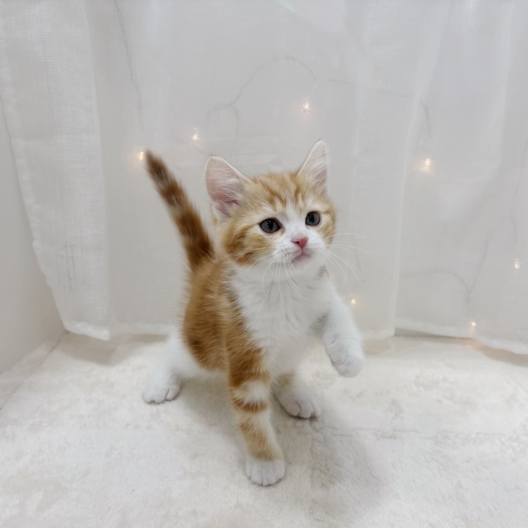 千葉県のスコティッシュフォールド (犬の家＆猫の里BIGHOPガーデンモール印西店/2025年10月7日生まれ/男の子/レッドタビーホワイト)の子猫の3枚目の画像