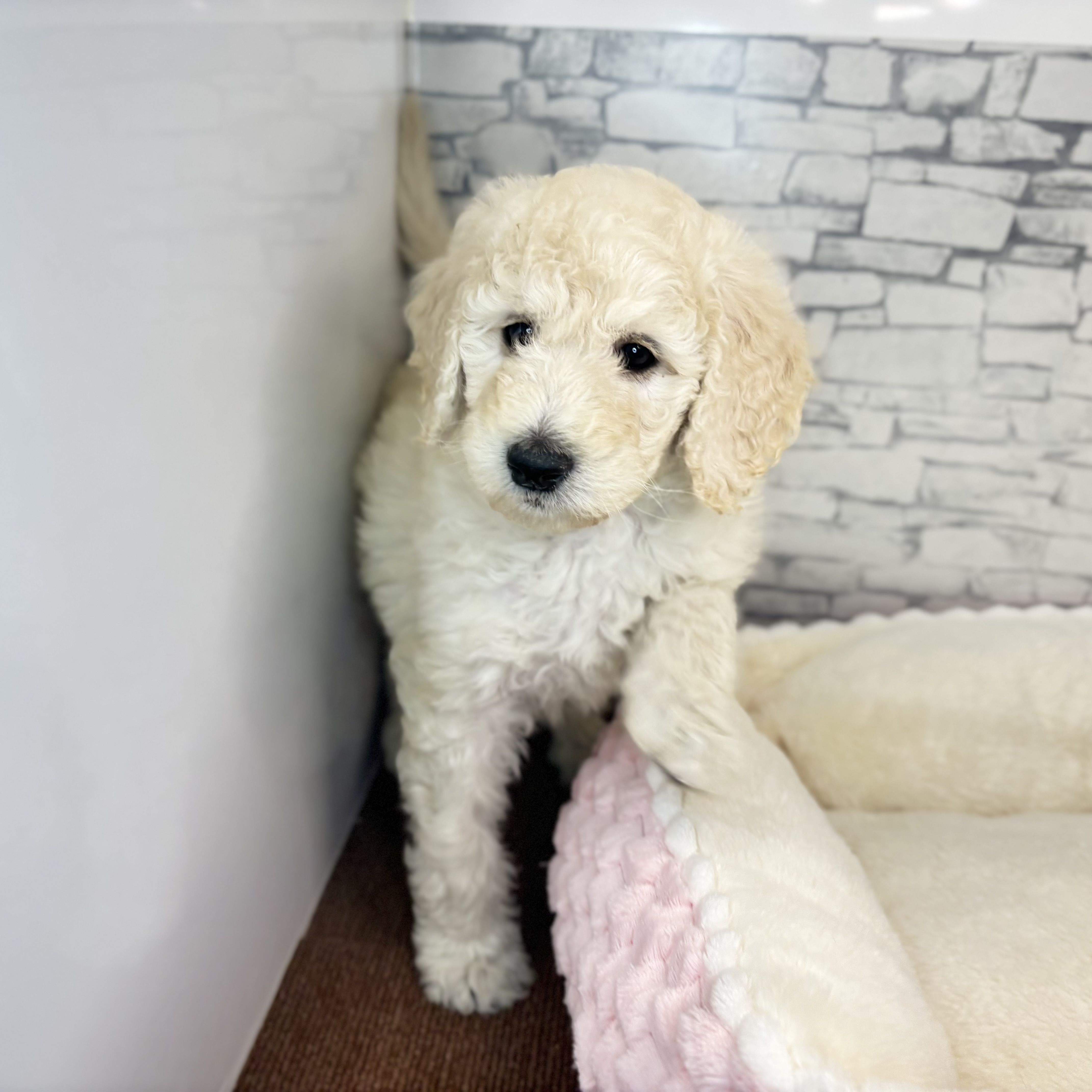 長野県のスタンダードプードル (犬の家＆猫の里長野店/2025年10月5日生まれ/女の子/クリーム)の子犬の3枚目の画像