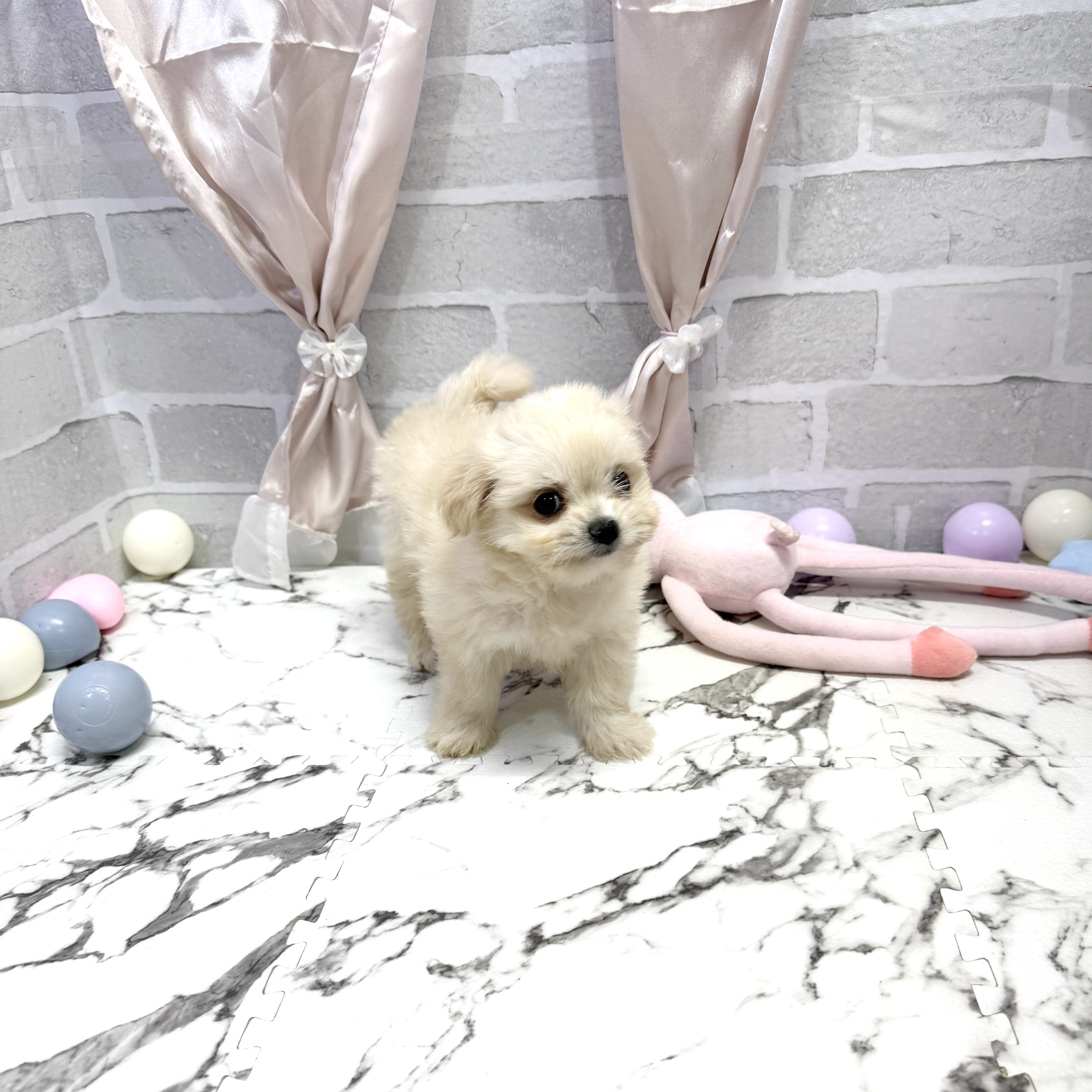 愛知県のチワマル/マルチワ(チワワ×マルチーズ) (犬の家＆猫の里岡崎店/2025年10月1日生まれ/女の子/クリーム)の子犬の3枚目の画像