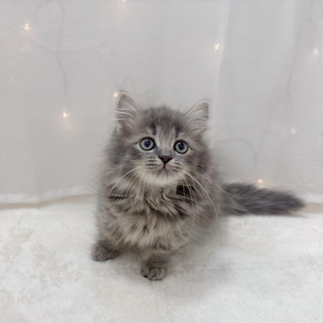 千葉県のミヌエット (犬の家＆猫の里BIGHOPガーデンモール印西店/2025年10月7日生まれ/男の子/ブルータビー)の子猫の3枚目の画像