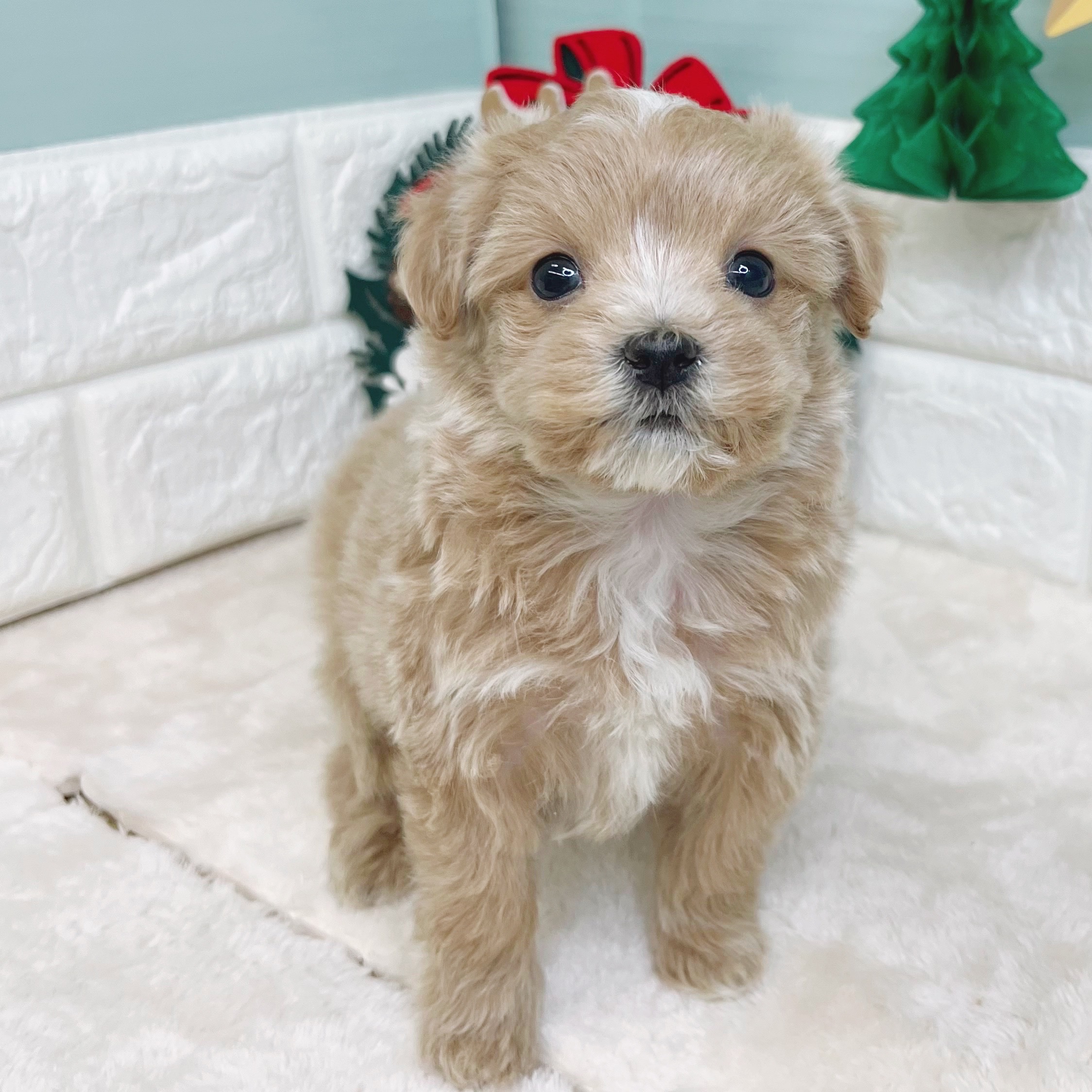 ハーフ犬男の子の写真
