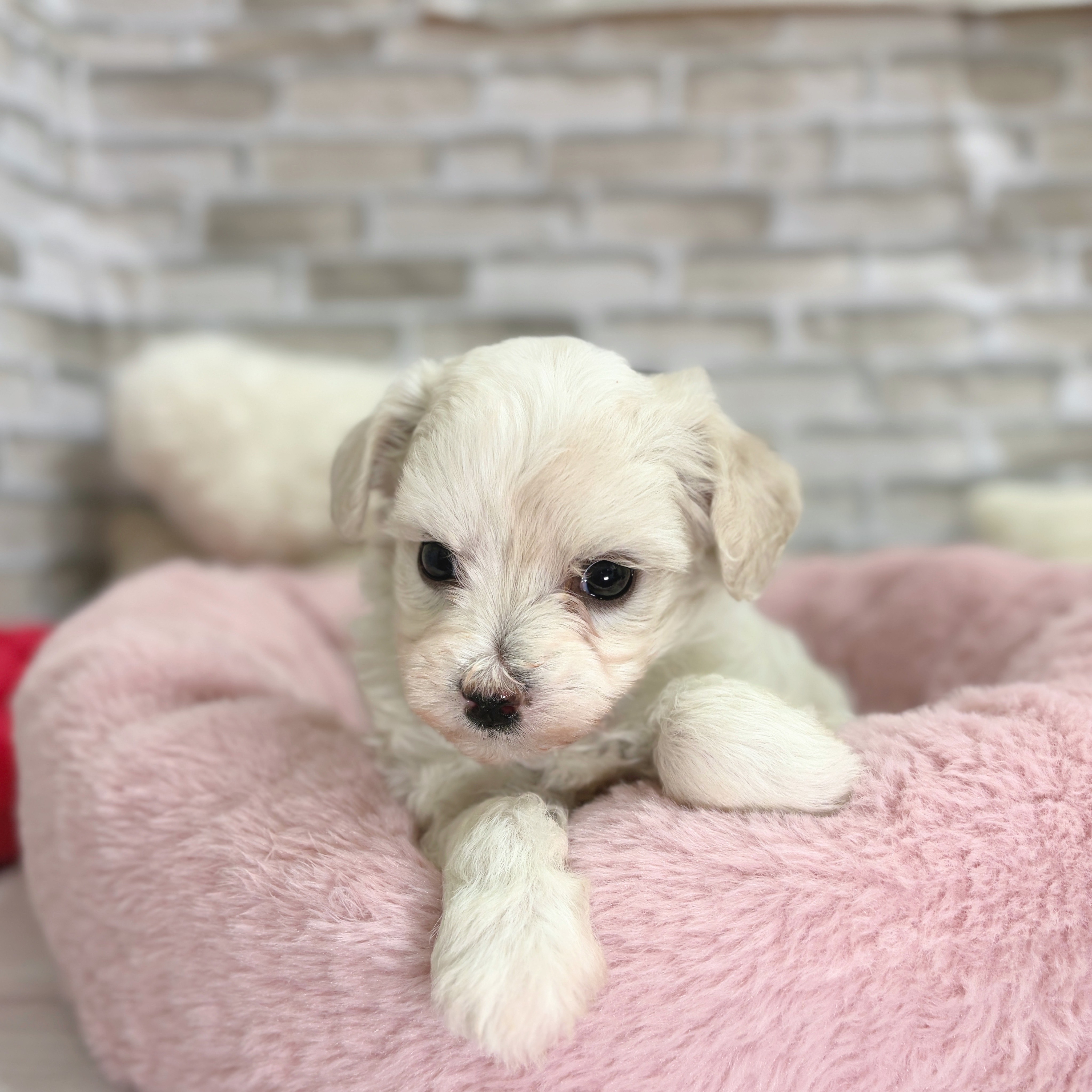 ビションフリーゼ女の子の写真