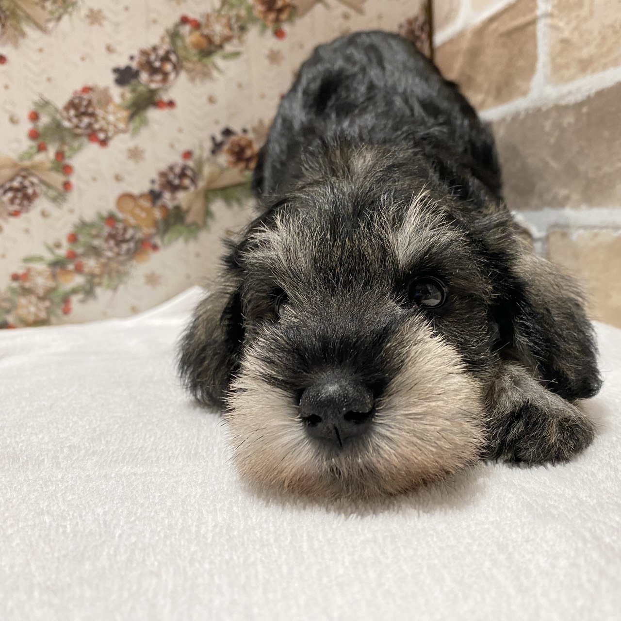 ミニチュアシュナウザー女の子の写真