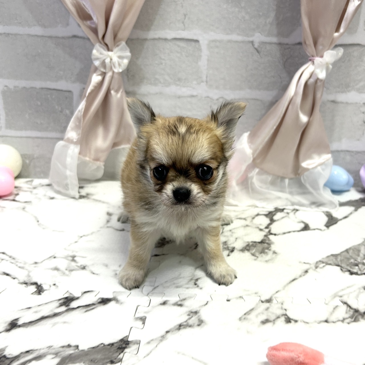 チワワ（ロング）男の子の写真