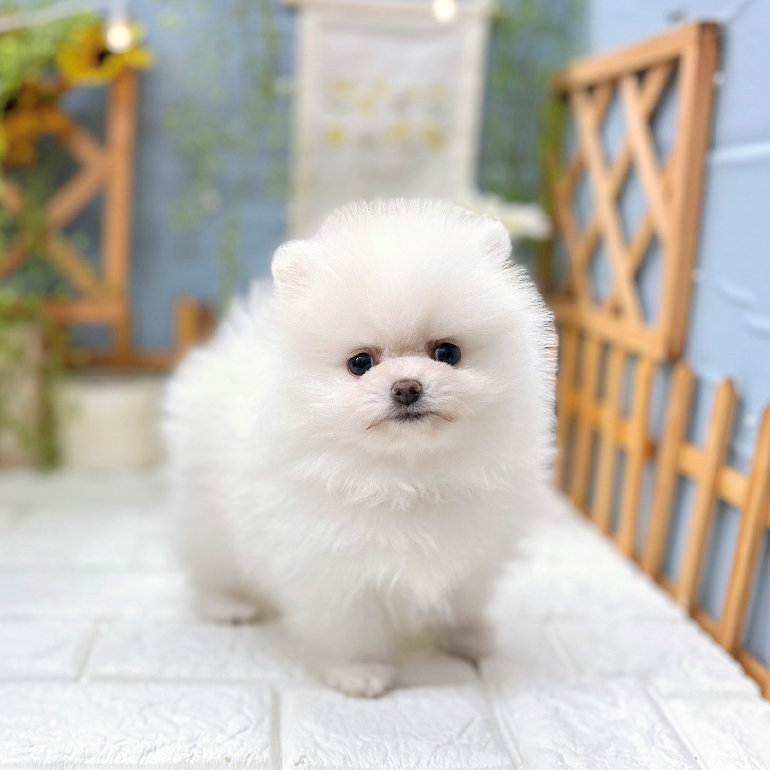 ポメラニアン男の子の写真